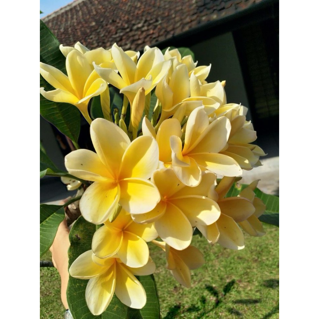 Pohon Kamboja Bali bunga kuning tinggi 80- 100cm-Tanaman Kamboja Bali bunga kuning- Kamboja Bali