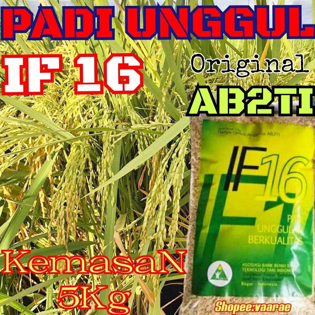 BENIH PADI UNGGUL IF16 KEMASAN 5KG ORI AB2TI