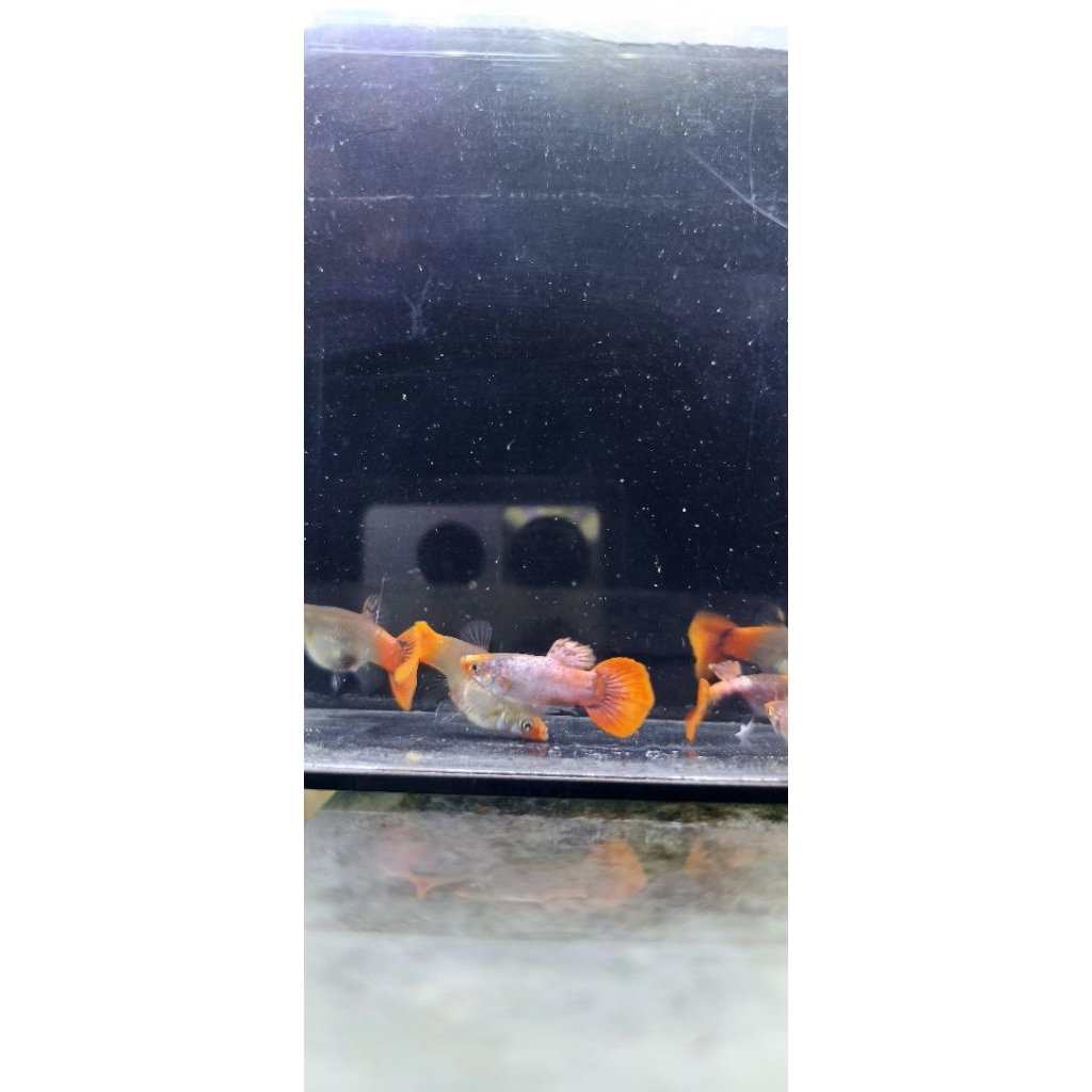 Pakan Guppy Magenta Koi Shortbody Pasangan