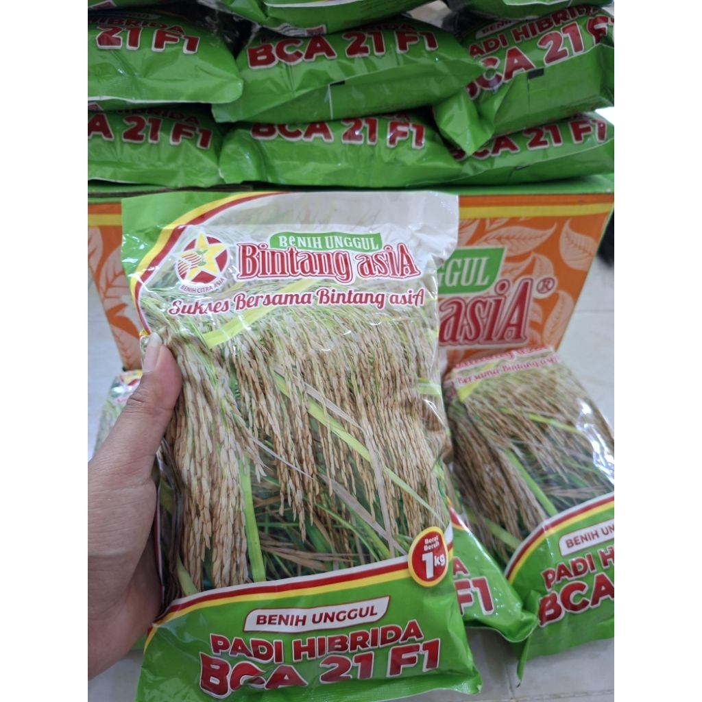 Padi Hibrida BCA 21 F1 1kg Original/ Expired 2026