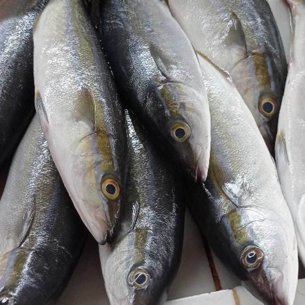 Ikan Salem segar bandung