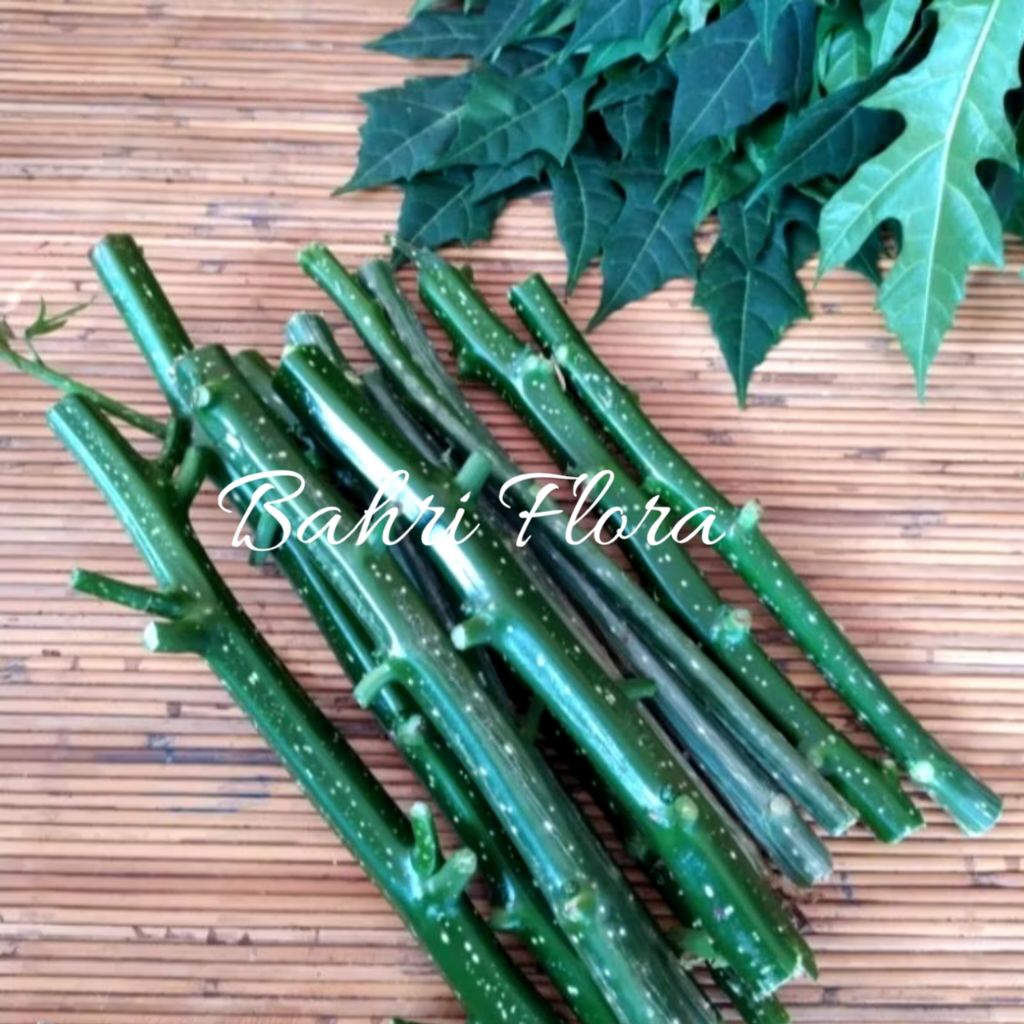 Bibit Stek Pepaya Jepang 20 Cm, Bibit Tanaman Pepaya Jepang