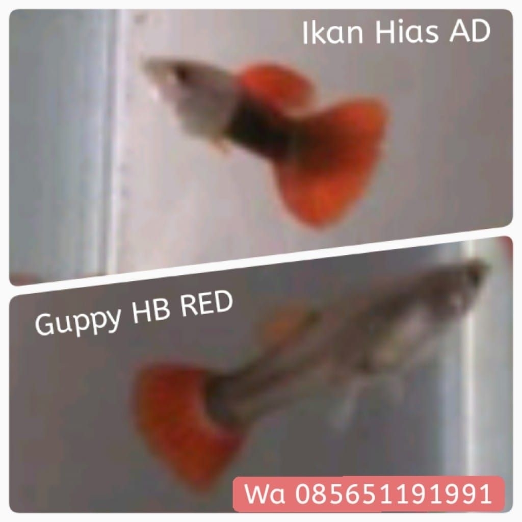 hiasan aquarium 20rb  sepasang