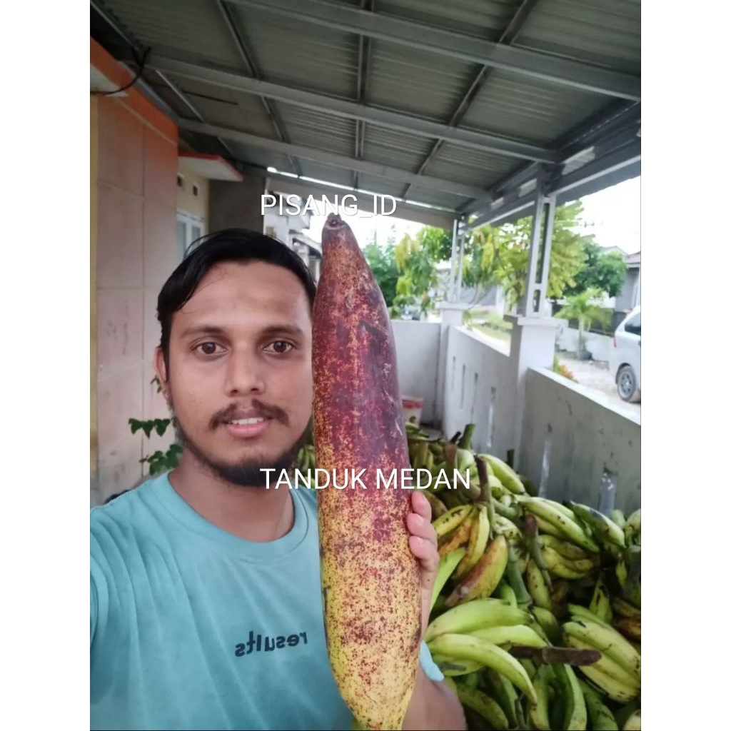 PROMO BIG SALE PAKETAN ( ISI 10 ) BIBIT PISANG TANDUK MEDAN KUALITAS UNGGUL CEPAT BERBUAH MANIS