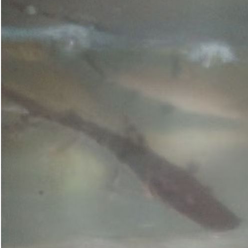 TSN CATFISH UKURAN 6-7 CM