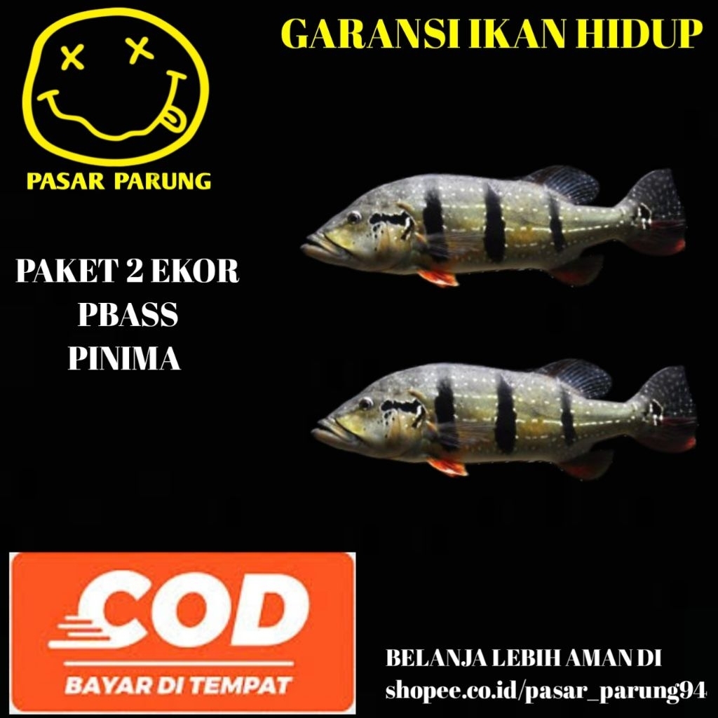 kebutuhan aquarium paket 2 ekor pbass pinima 8-10cm