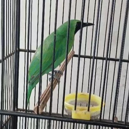 Cucak ijo super gacor Banyuwangi