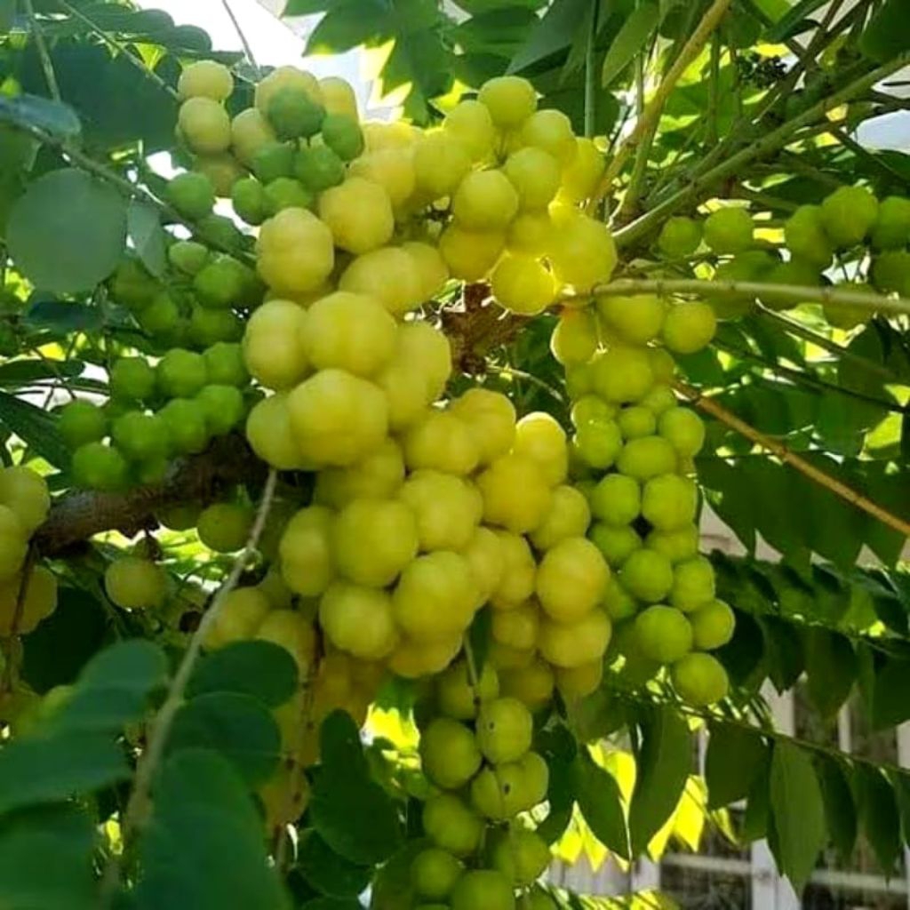 BUAH CERMAI SEGAR 500 GRAM
