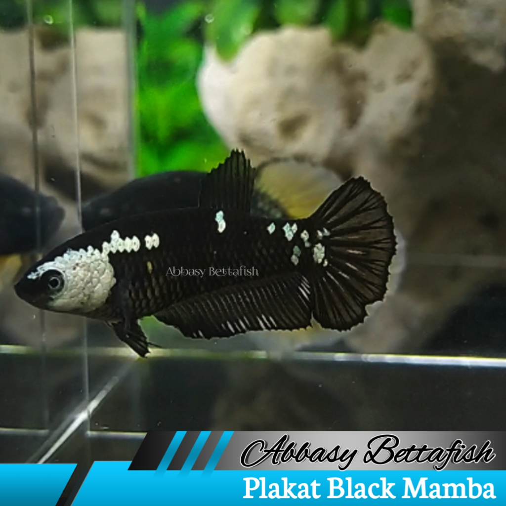 Plakat Black Mamba Female Betina Real Picture 03