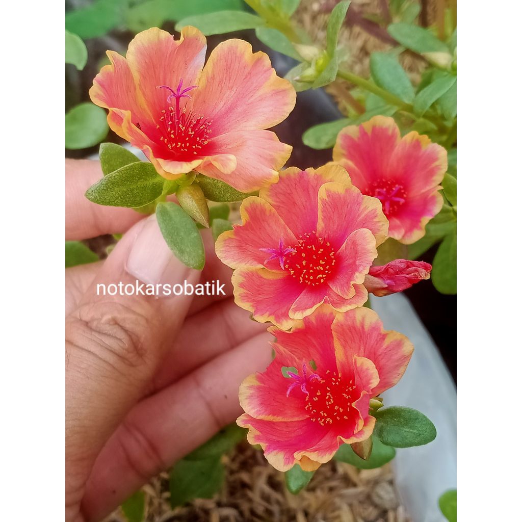 krokot/duna/SWEET ZYANA