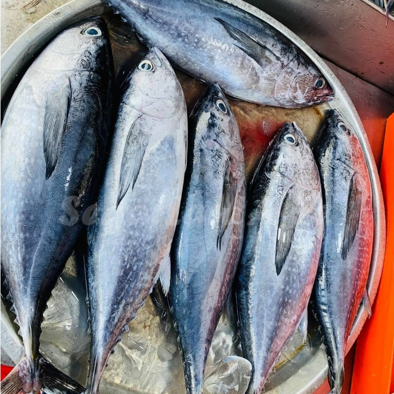 Ikan Tongkol 1Kg Ikan Tongkol Segar Baby Tuna