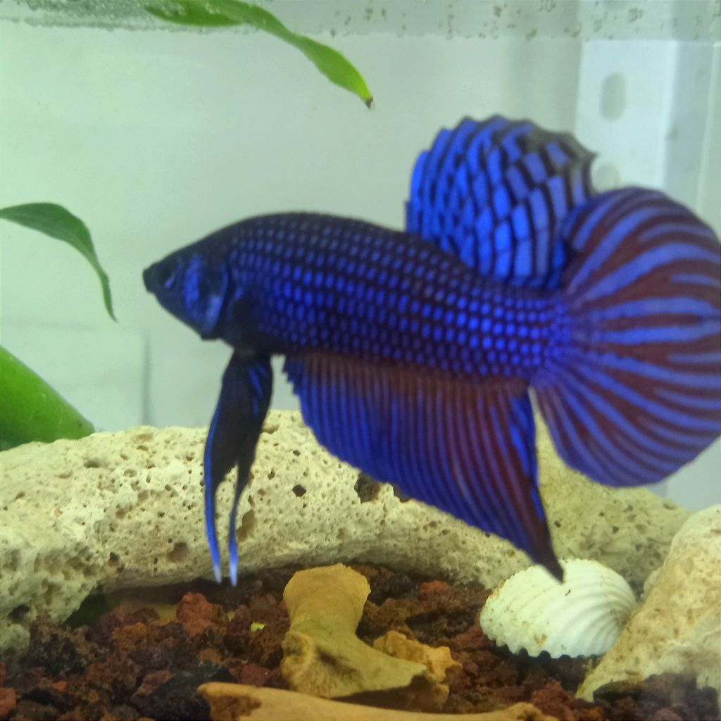 Wild Betta Mahachai Blue ( ikan 100% sesuai gambar )