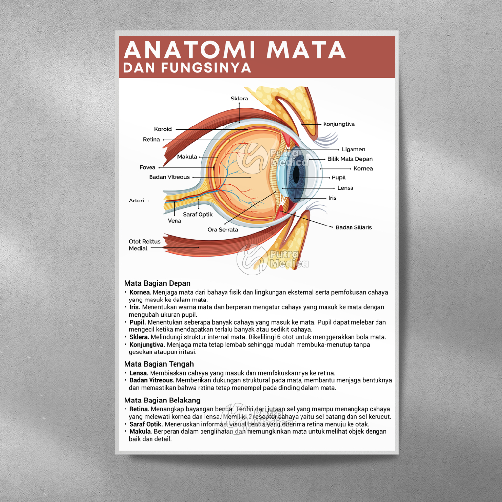 Poster Kesehatan Anatomi Mata Manusia A3+ / Gambar Edukasi Kedokteran Organ Tubuh / Eye Anatomy