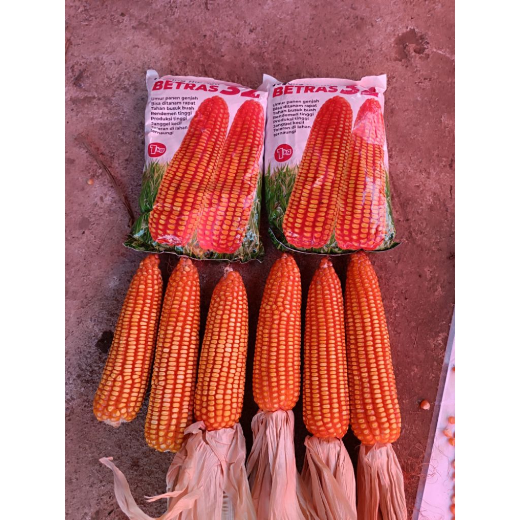 Benih JAGUNG BETRAS 32 1KG