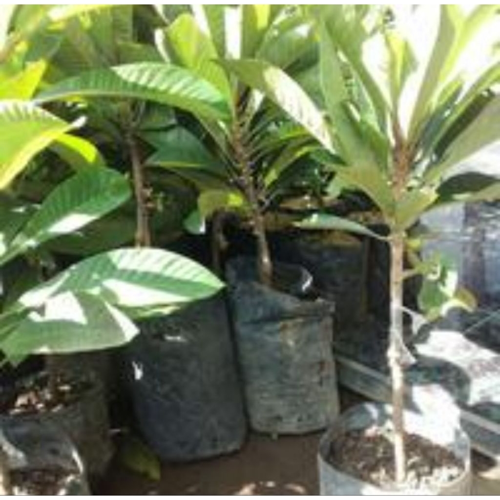 bibit pohon buah mamey sapote cangkokan