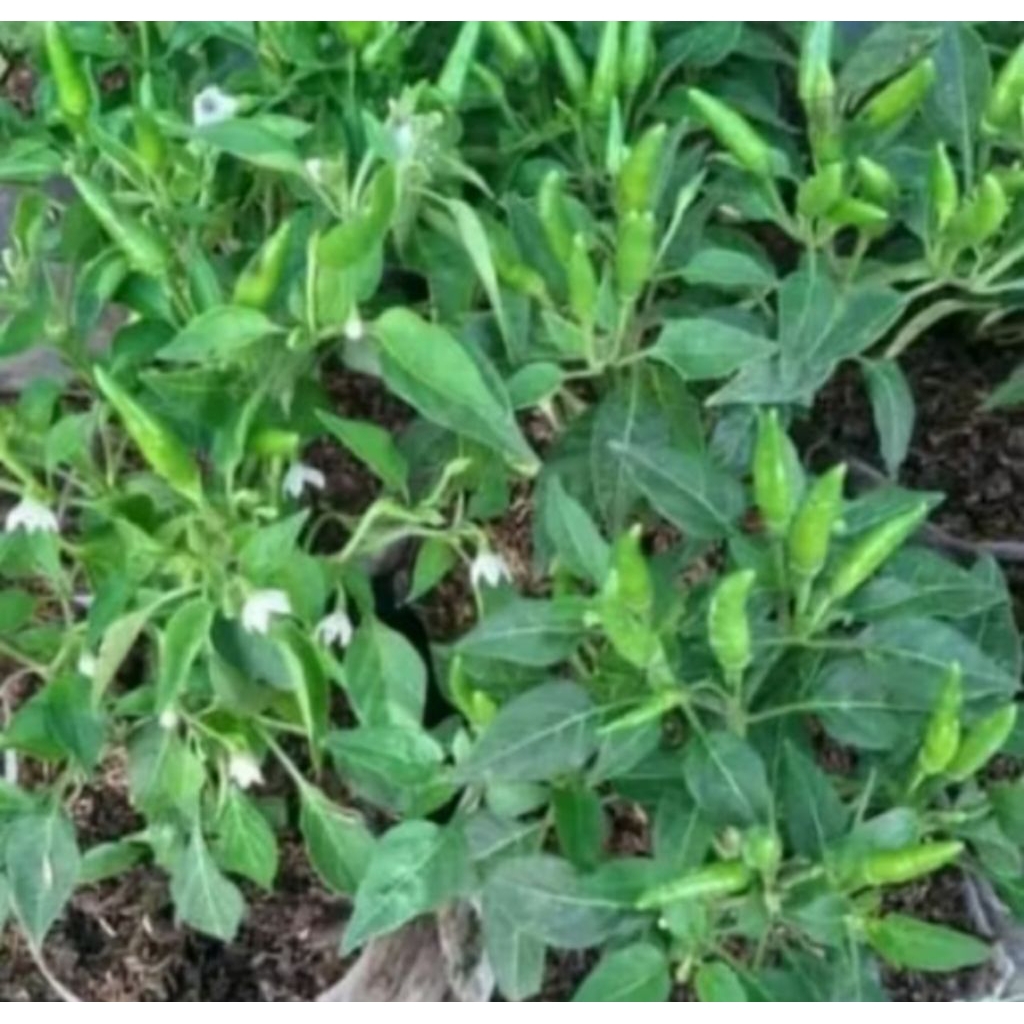 Tanaman buah cabe - pohon cabe - tanaman cabe