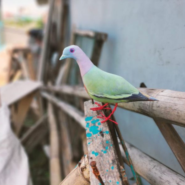 JONTROT DECOY BURUNG PUNAI GADING - JONTROT BURUK WALIK HIJAU - PATUNG JONTROT PUNAI