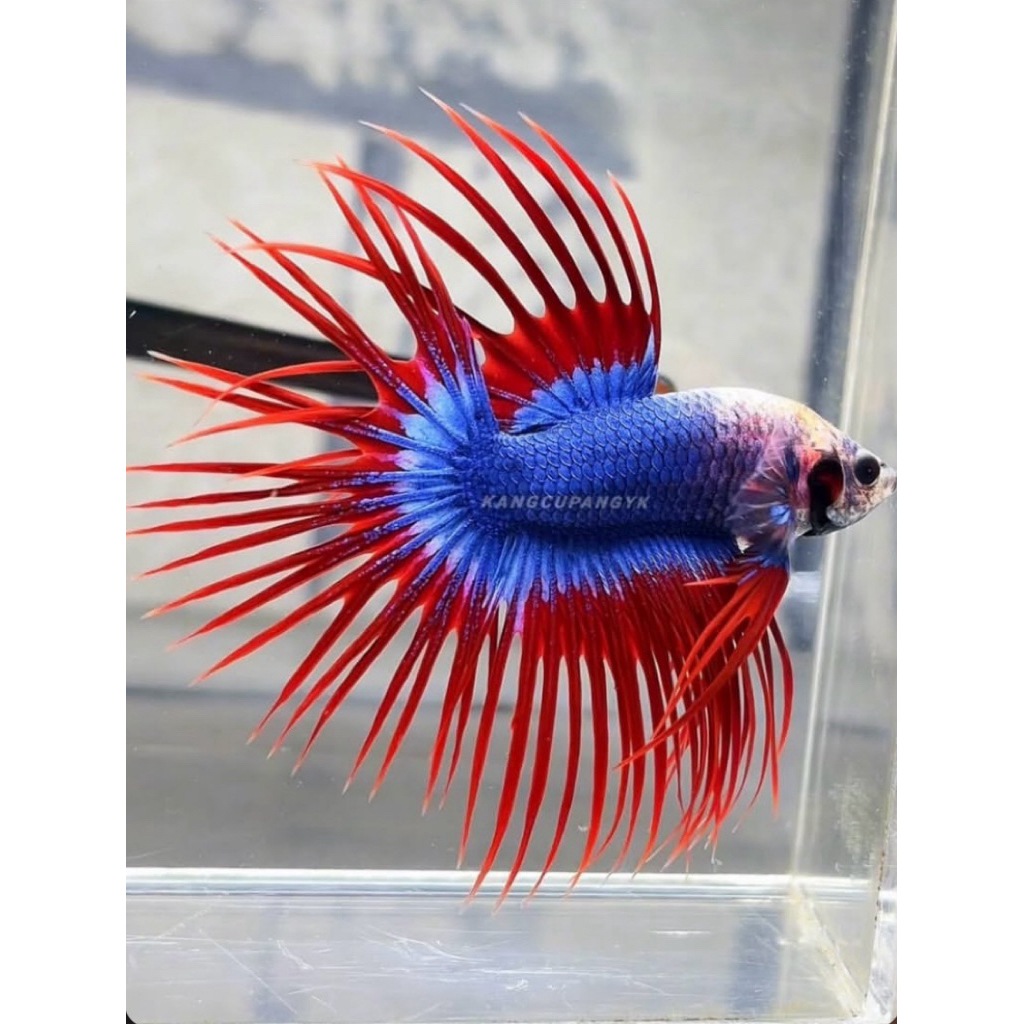 cupang crowntail maskot warna paling cerah dan istimewa