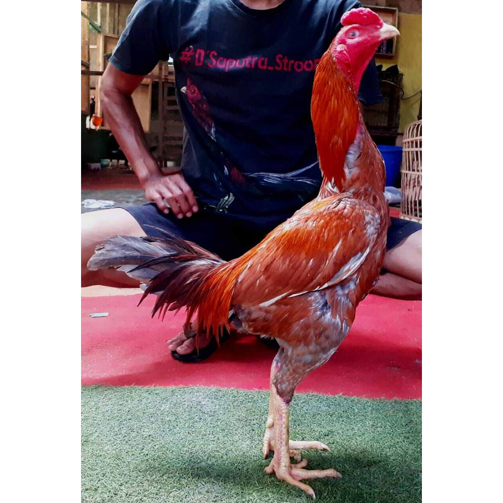 TELUR FERTIL AYAM BIRMA ORI PRANGGAL FULL UNTUK DITETASKAN