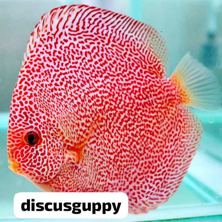 Panthera Eruption Discus 1cm - Enhanced Edition