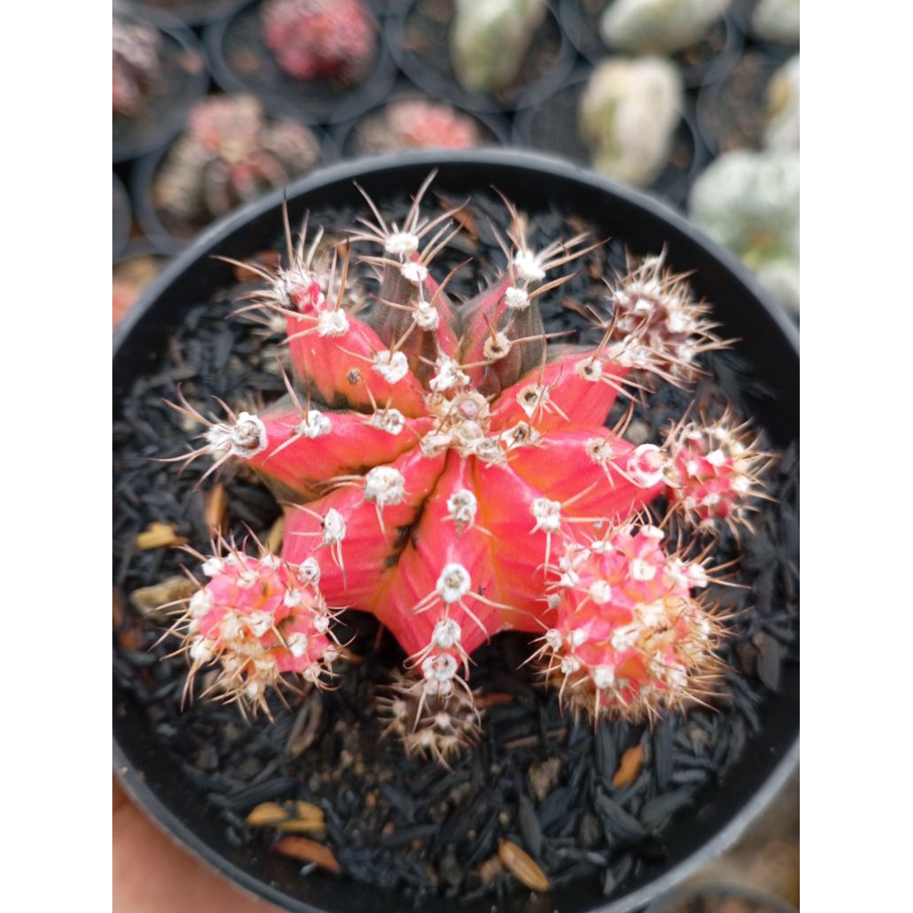 gymno threcolour ownroot