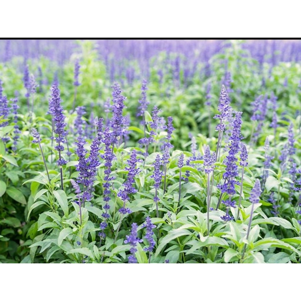 tanaman hias biji salvia divinorum bunga ungu/biji salvia divinorum