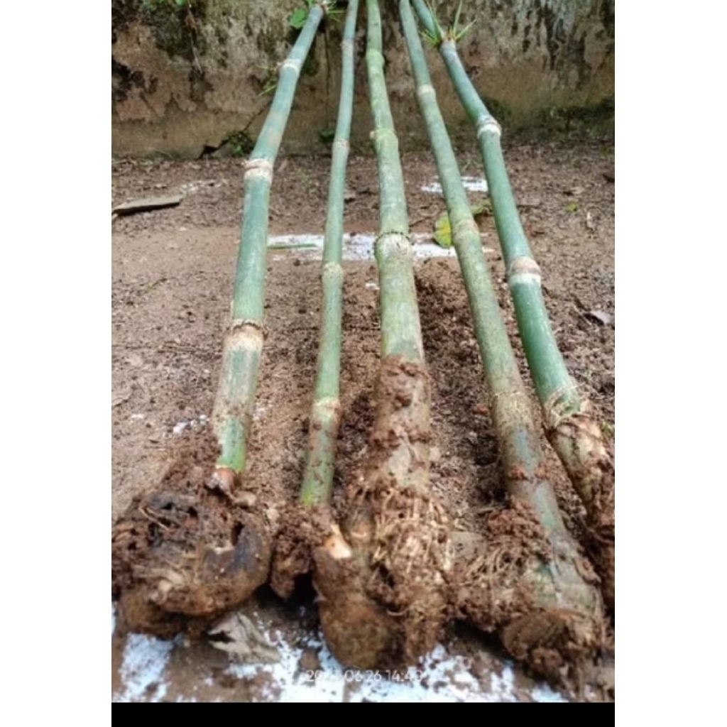 bibit bambu petung asli
