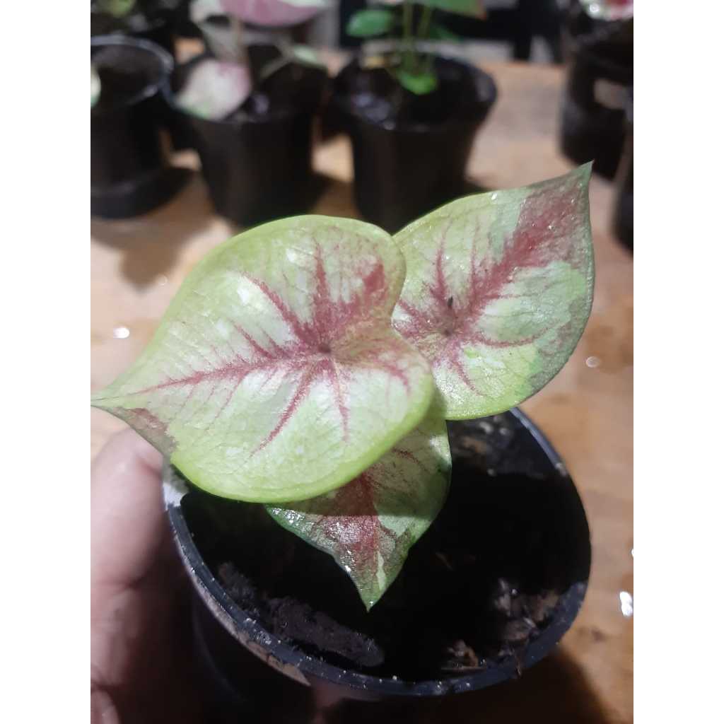 Ready anakan caladium suprasan keladi thailand suprasan