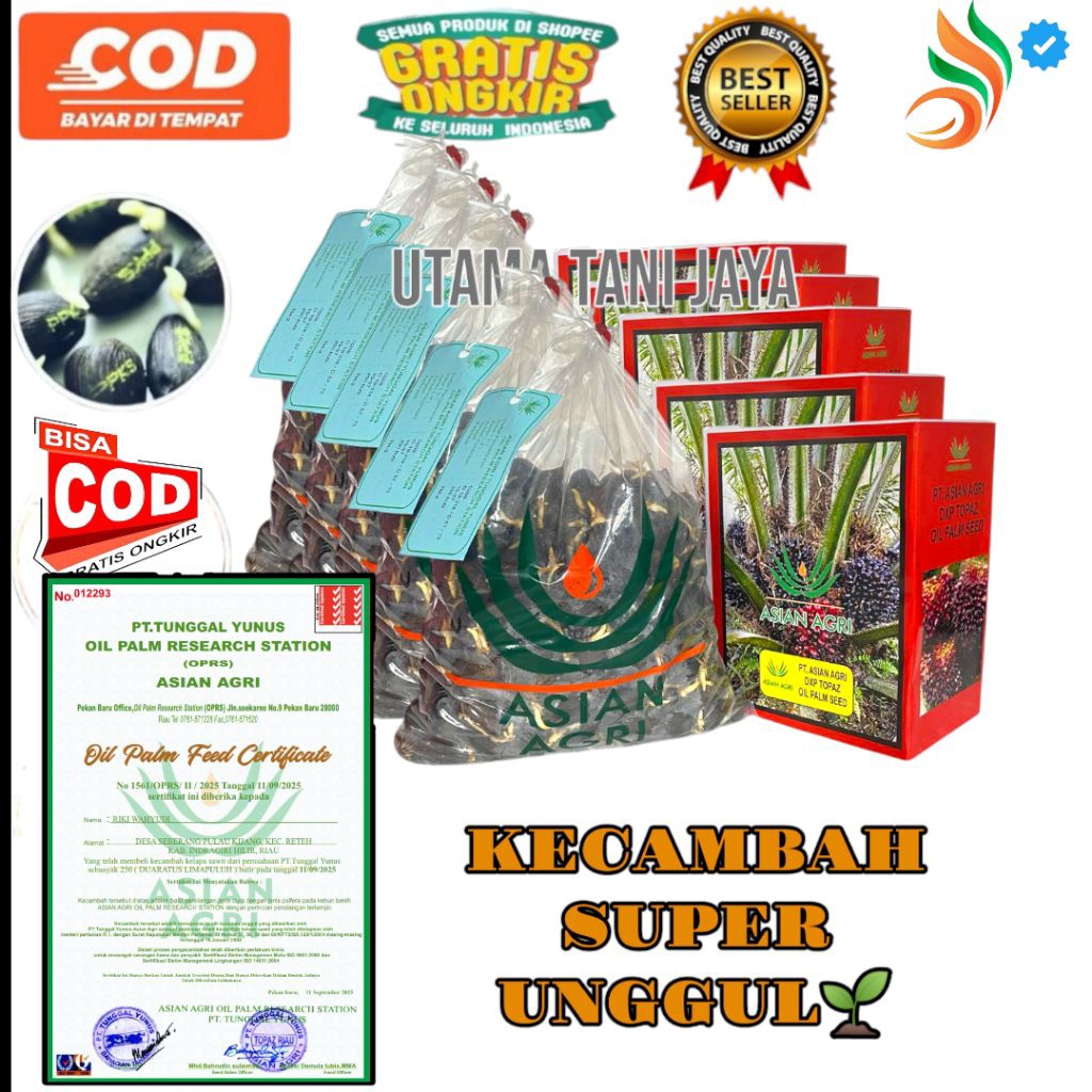 BIBIT KECAMBAH SAWIT TOPAZ SUPER UNGGUL BERSERTIFIKAT RESMI ISI 250 BUTIR