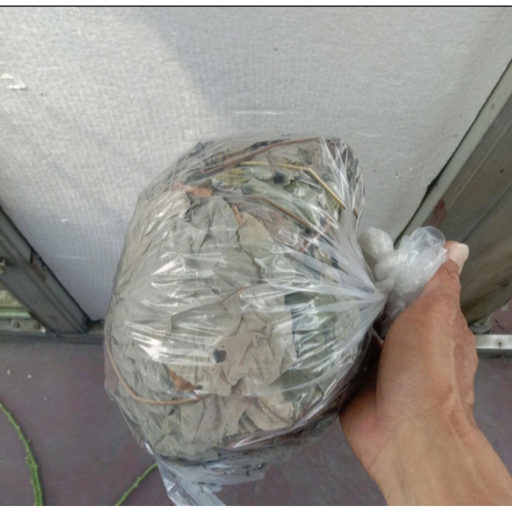 Daun pat kua kering 100gr/ pakua / pak kua/ pakwa / arak gosok / tanaman herbal