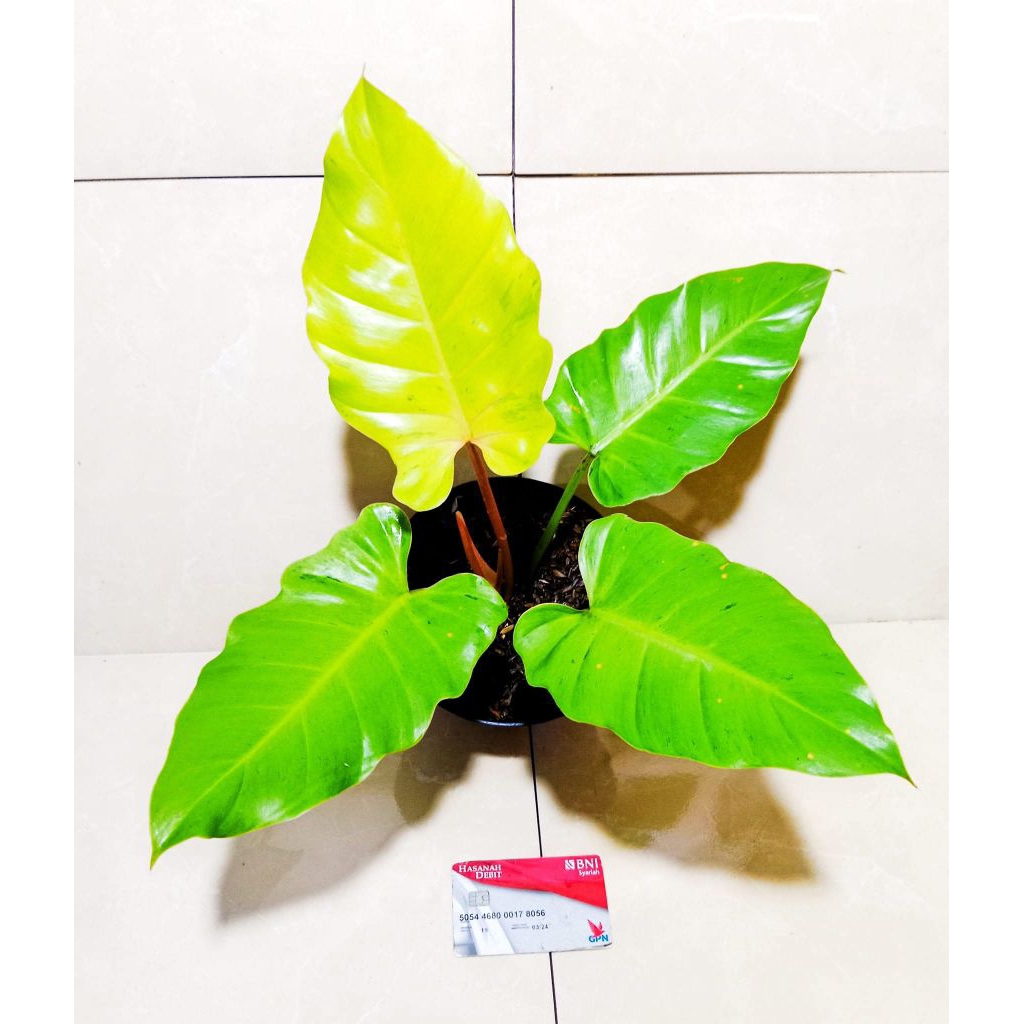 pilodendron snowdrief