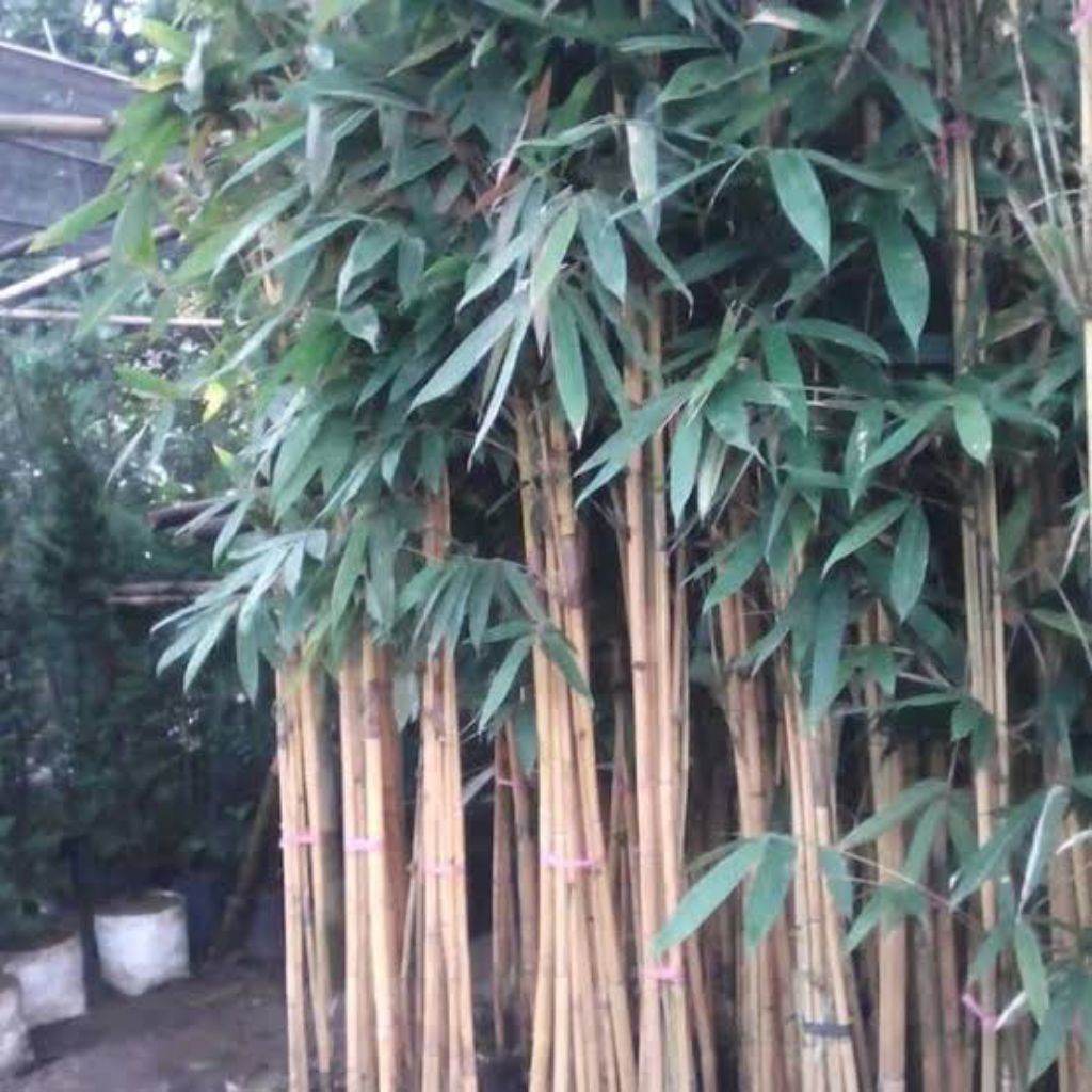 Bambu Kuning - Bambu Panda 2 meter
