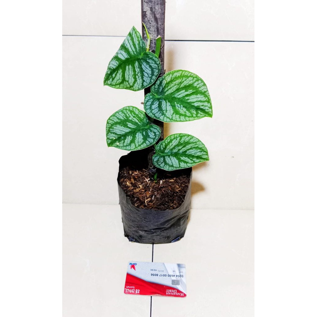 monstera dubia