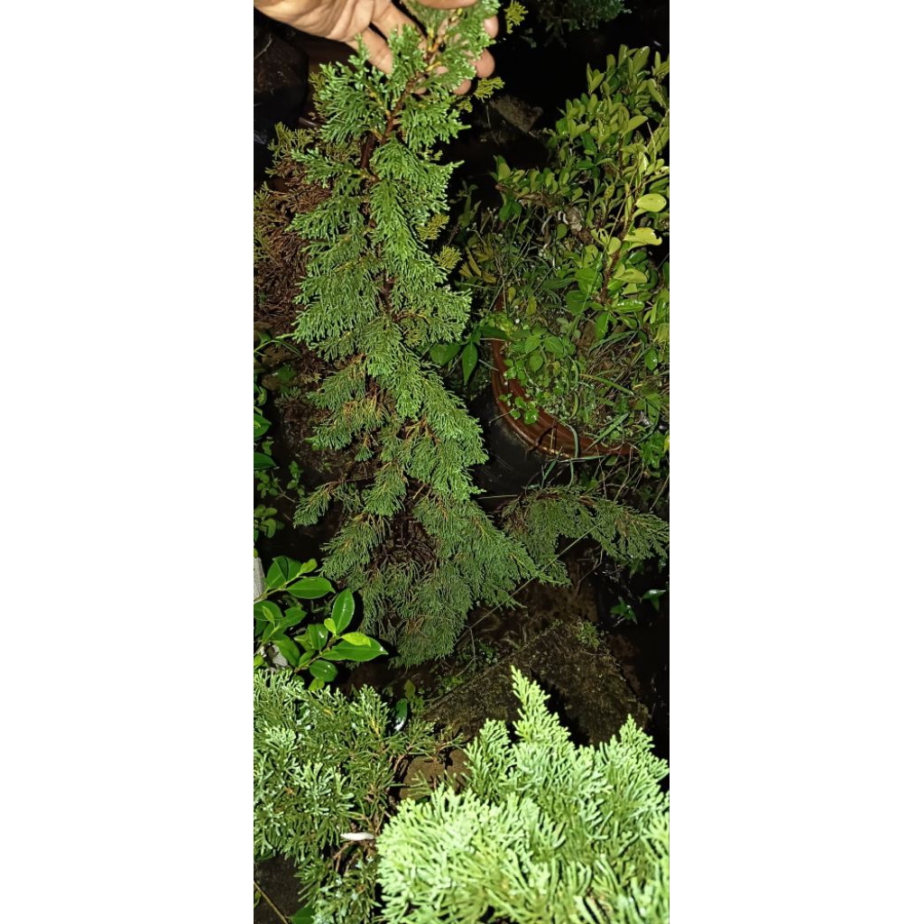 1 paket pohon cemara sinensis 3