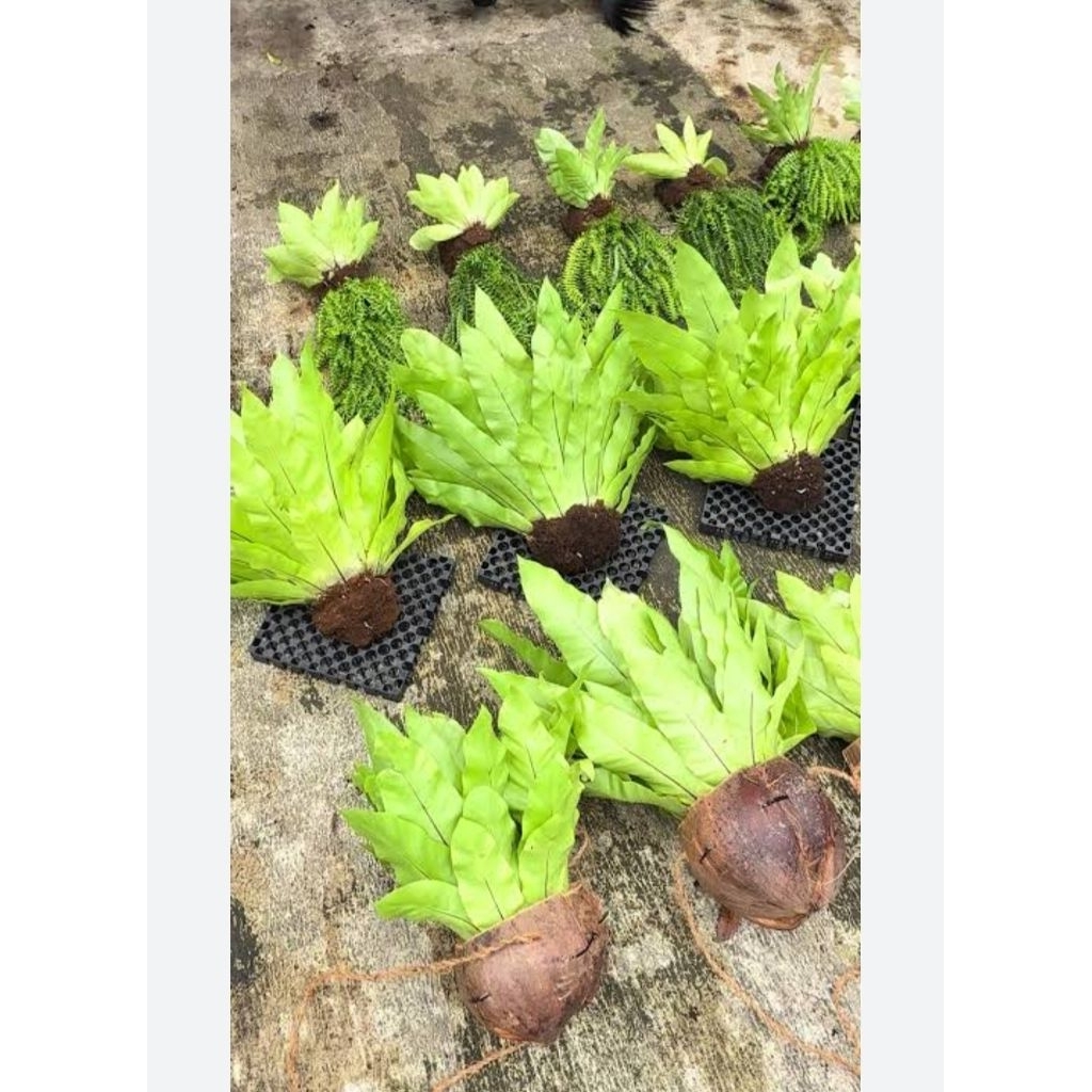 Kadaka Hias/Kadaka Hutan