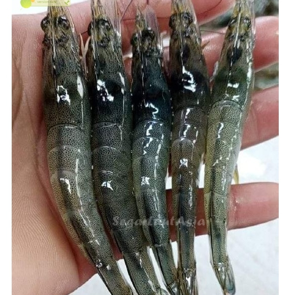 Udang Vaname 1Kg Udang Vaname Segar Udang Vaname Fresh Udang Vaname 90-100 Ekor Seafood Udang Segar 
