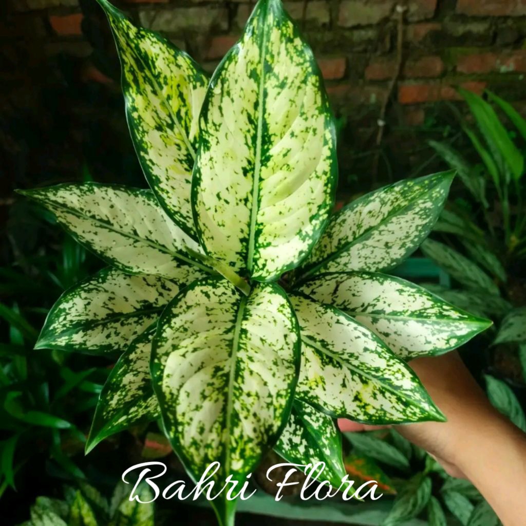 Tanaman Hias Aglonema Snow White Rimbun, Aglonema Snow White Rimbun