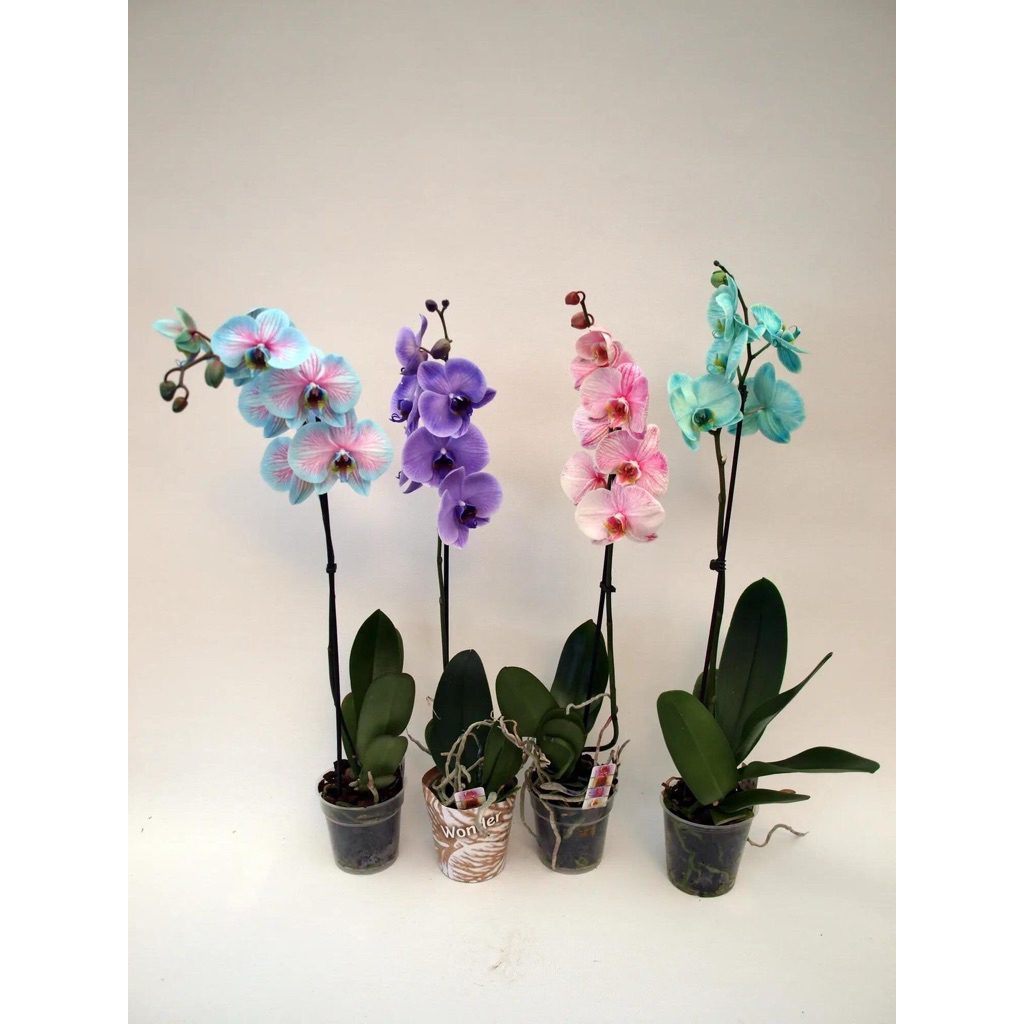 paket 2 bisa  request anggrek bulan dewasa siap berbunga - anggrek bulan dewasa siap berbunga - bung