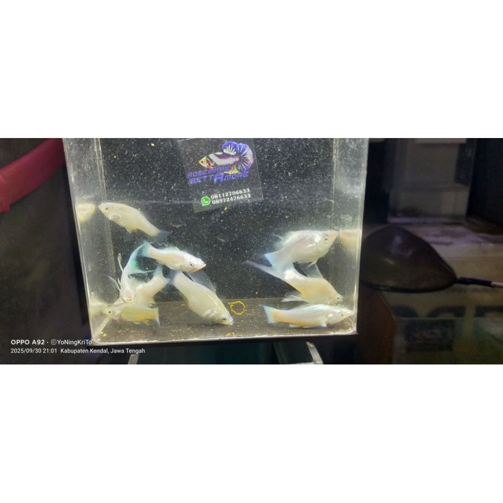 Obat ikan Molly platinum