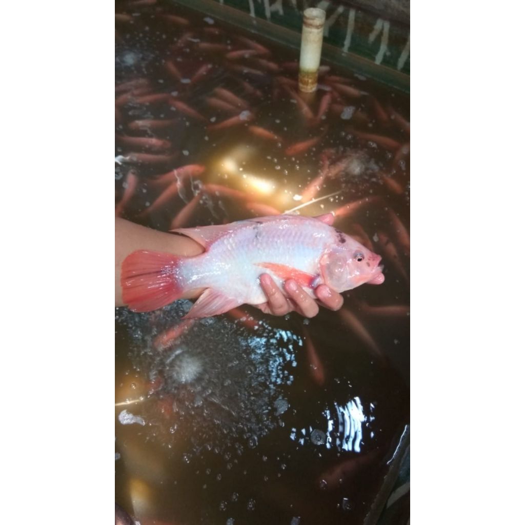 Paket Indukan Nila Merah Bangkok Super