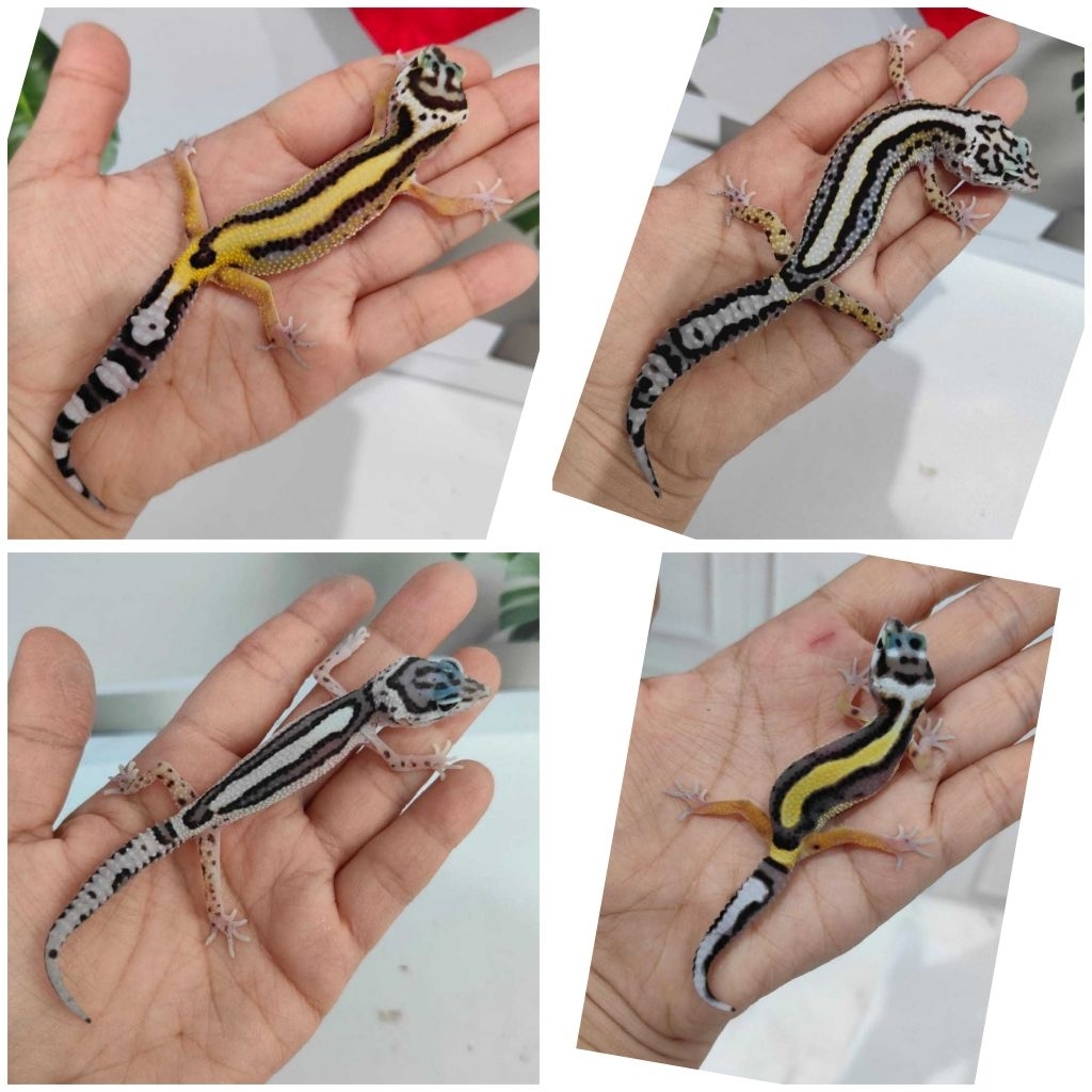 Mainan anak Leo pard Gecko Bold Stripe / MSBS baby dan juve