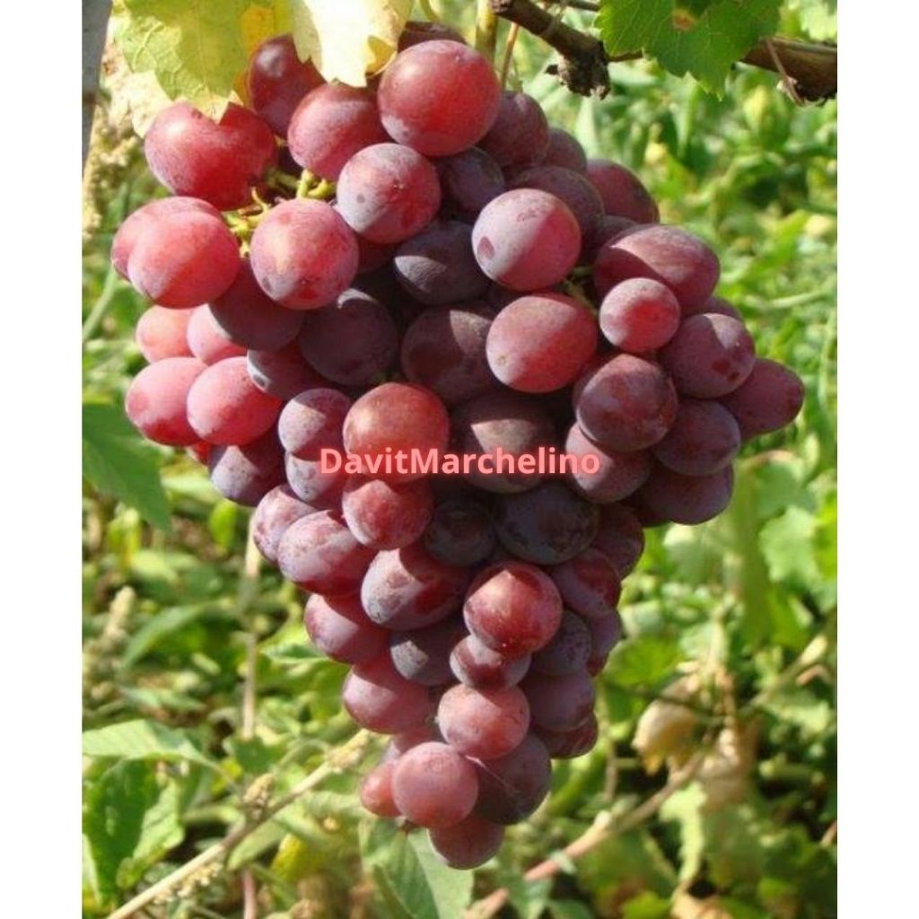 Bibit Anggur Import Ninel Super Grafting