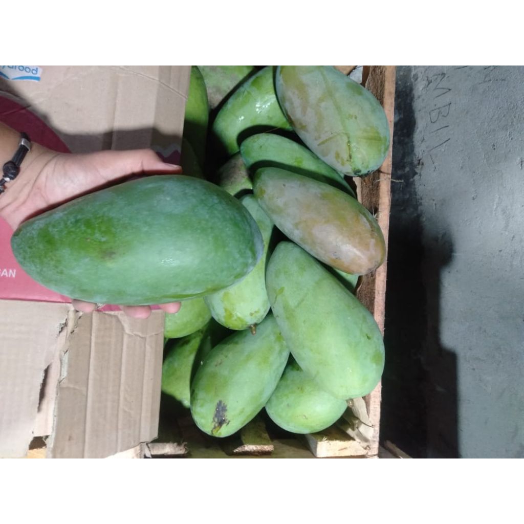 mangga kiojay mentah rujakan