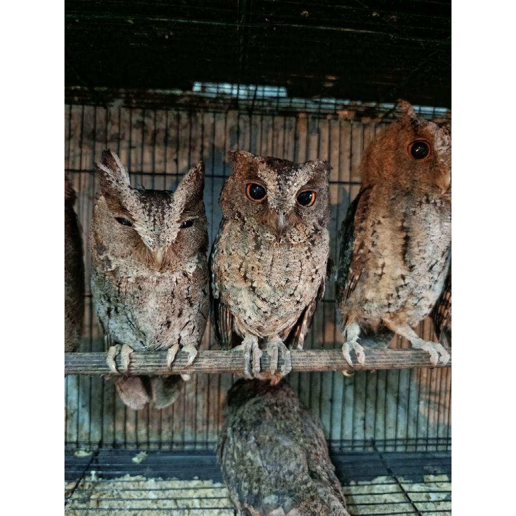 BURUNG HANTU MINI CELEPUK ANAKAN & REMAJA