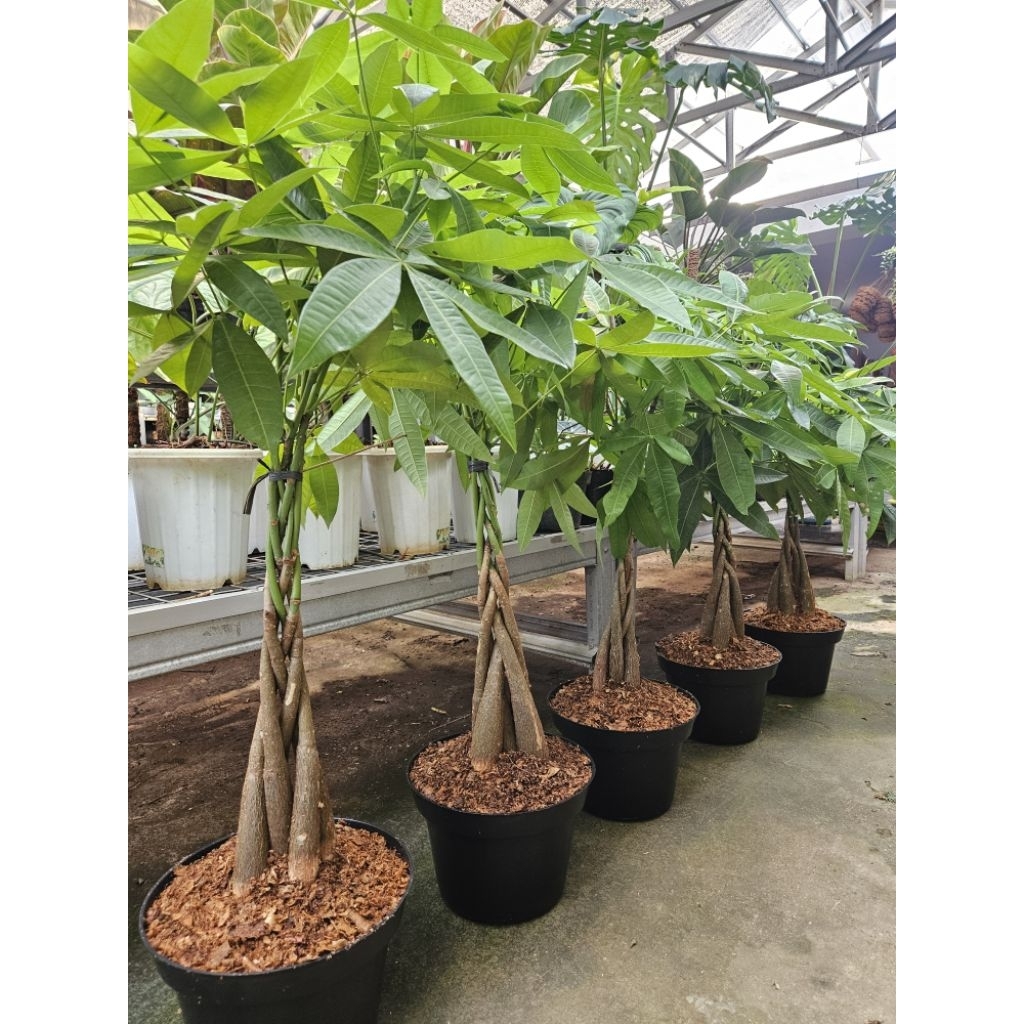 Tanaman Hias Pachira Aquatica / Money Tree Plant / Pachira Kepang Jumbo