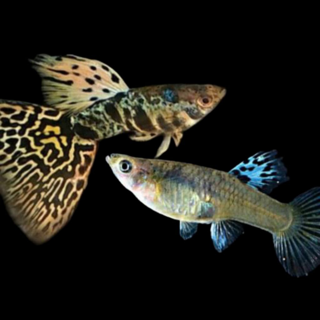 (Hiasan Aquarium)Guppy Yellow Tiger King Cobra (YTKC)