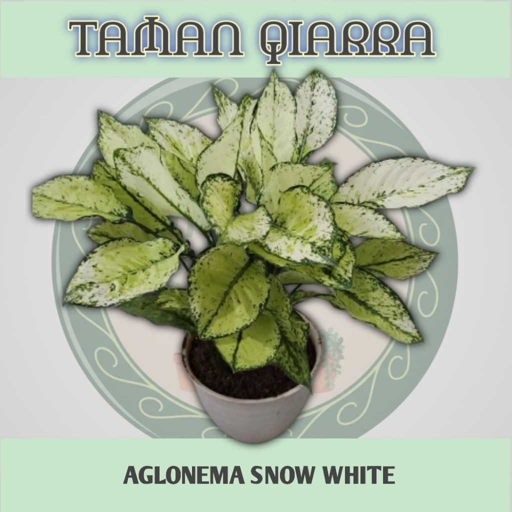 Tanaman hias Aglonema Snow White Rimbun, Aglonema Snow White Rimbun