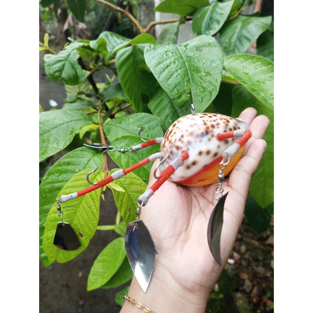 umpan gurita/alat pancing gurita cypraea tigris