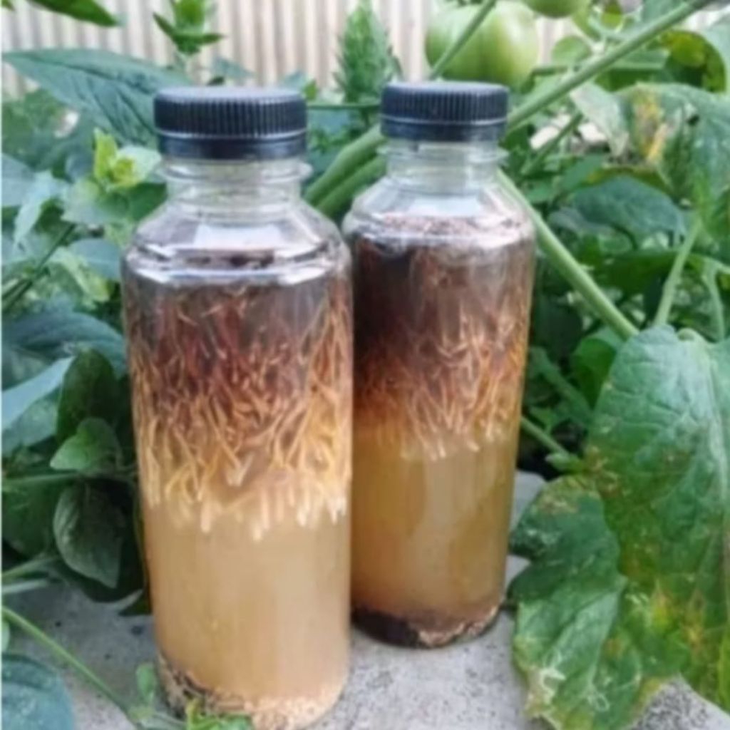 Jamur Jakaba Spora Bibit Biang Jakaba 250 gram