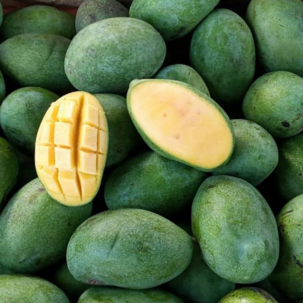 Mangga Manalagi Muda